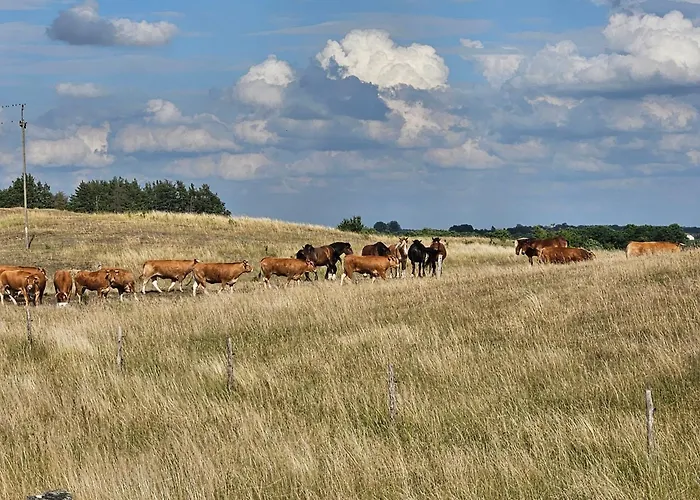 Domcio Paluch Wejdyki